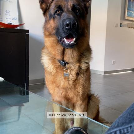 Photo 1/1 Thiago Chien lost in Istres