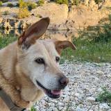 Picture of dog lost at Largentiere