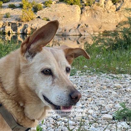 Photo 1/1 Chusta Chien lost in Largentiere