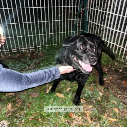 Photo 1/1 Found dog Found in Le passage