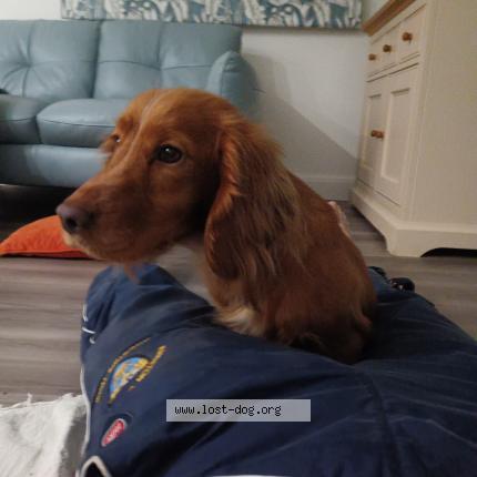 Photo 1/1 Reunited dog Found in Bettisfield
