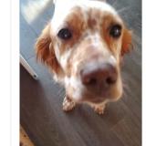 Picture of dog found at Boucherville