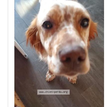 Photo 1/1 Found dog Found in Boucherville