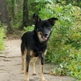 Picture of dog lost at Claremore