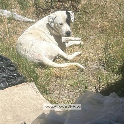 Photo 1/1 Found dog Found in El pinar