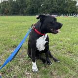 Picture of dog lost at Longnes