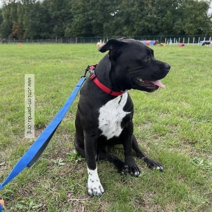 Photo 1/1 Blue Chien lost in Longnes