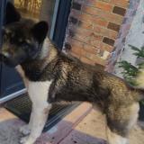 Picture of dog lost at Cudot