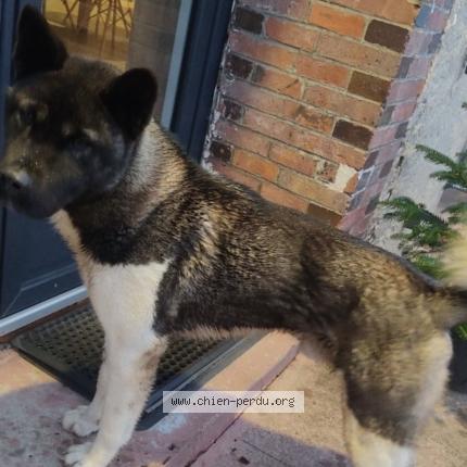 Photo 1/1 Ulko Chien lost in Cudot