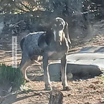 Photo 1/1 Found dog Found in Ille sur tet