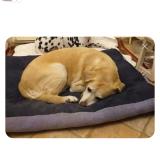 Picture of dog lost at Castres