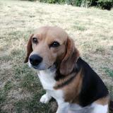 Picture of dog lost at Saint Crepin