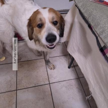 Photo 1/1 Found dog Found in Baltimore