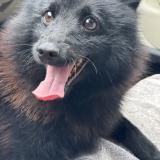 Picture of dog lost at La Rochelle