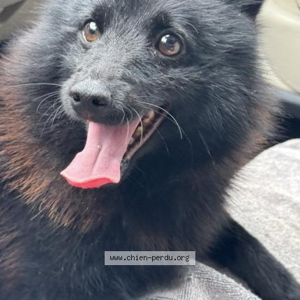 Photo 1/1 Pistache Chien lost in La rochelle