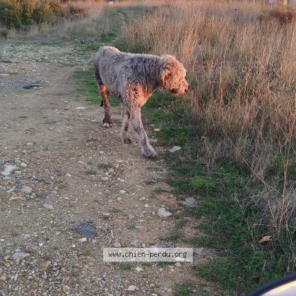Photo 1/1 Found dog Found in Gignac 34150