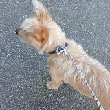 Picture of dog found at Saint Jean De Vedas