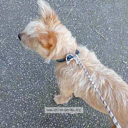 Photo 1/1 Found dog Found in Saint jean de vedas