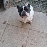 Picture of dog found at Baigneaux