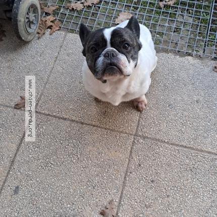 Photo 1/1 Found dog Found in Baigneaux