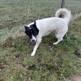 Picture of dog found at Veauche