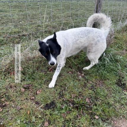 Photo 1/1 Found dog Found in Veauche