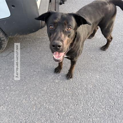 Photo 1/1 Found dog Found in Poussan