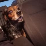 Picture of dog found at Air Sur La Lys