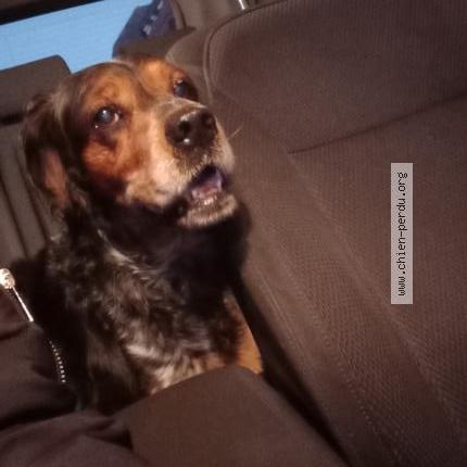 Photo 1/1 Found dog Found in Air sur la lys