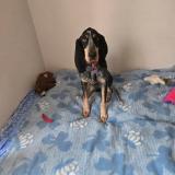 Picture of dog lost at La Grand Combe