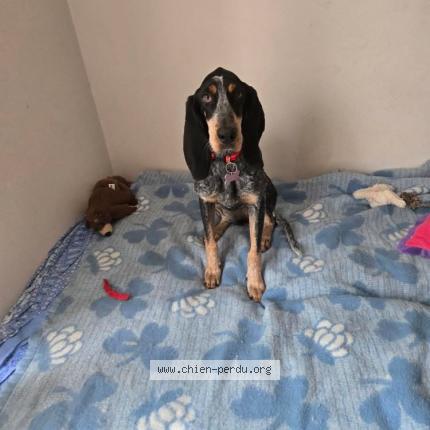 Photo 1/1 Aneth Dog lost in La grand combe