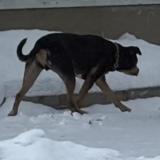 Picture of dog found at Winnipeg