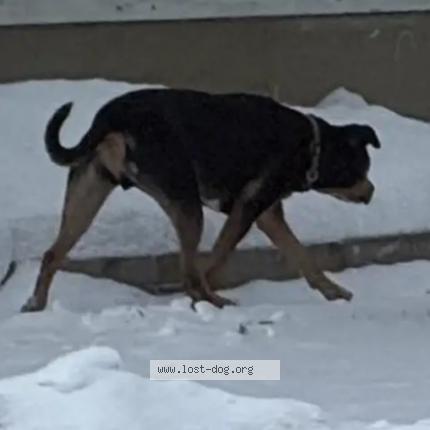 Photo 1/1 Found dog Found in Winnipeg