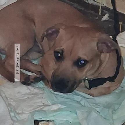 Picture of dog found at Honolulu