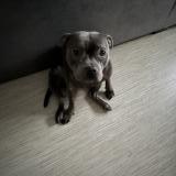 Picture of dog lost at Paris