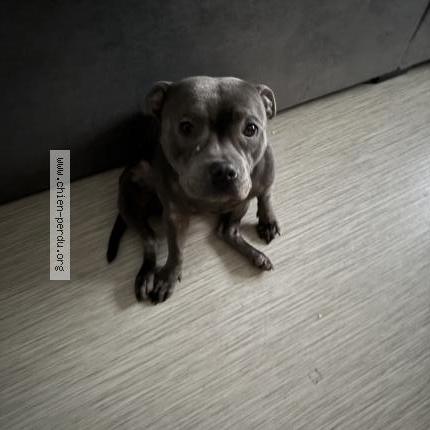 Photo 1/1 Daisy Chien lost in Paris