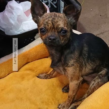 Photo 1/1 Itty Bitty Dog lost in Pueblo
