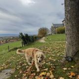 Picture of dog lost at Contamine Sur Arve