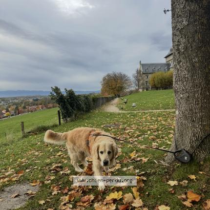 Photo 1/1 Nixon Chien lost in Contamine sur arve
