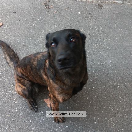 Photo 1/1 Lixy Chien lost in Roquebrune sur argens