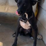 Picture of dog lost at San Antonio