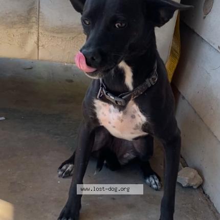 Photo 1/1 Bubbies Chien lost in San antonio