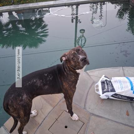 Photo 1/1 Found dog Found in Cypress