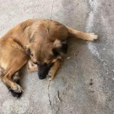 Picture of dog lost at Mare A Vieille Place