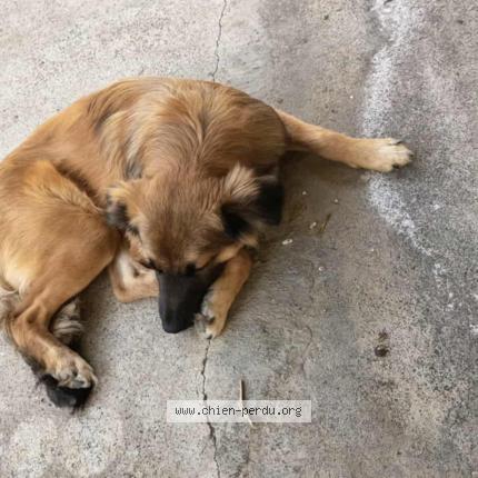 Photo 1/1 Tangor Chien lost in Mare a vieille place