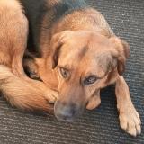 Picture of dog found at Doucelles