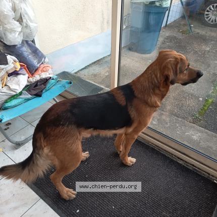 Photo 2/2 Found dog Found in Doucelles