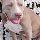 Picture of dog lost at San Antonio