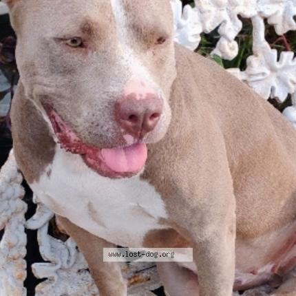 Photo 1/1 Tandi Chien lost in San antonio