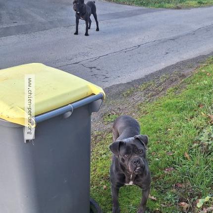 Photo 1/1 Found dog Found in Begard